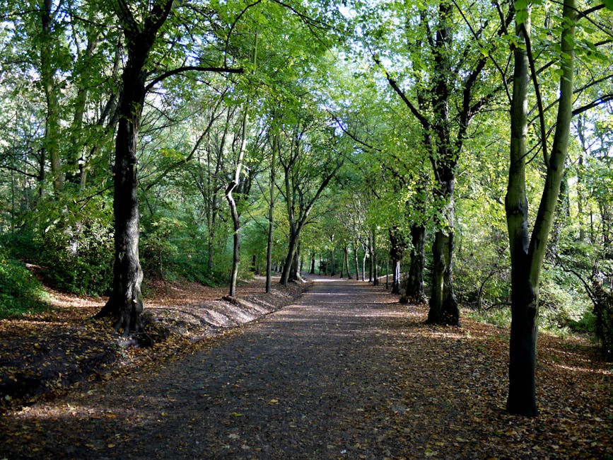 A wide, tree-lined pathway in a wooded area during daytime, with tall green trees on both sides and a dirt and gravel surface covered with fallen leaves. The sunlight filters through the dense foliage, casting dappled shadows on the ground. The scene is quiet and natural, providing an outdoor setting with no visible structures or vehicles. This outdoor environment can be relevant for home relocation plans that involve navigating steep or uneven access roads, as discussed in the article on common access problems for Hampstead removals on steep roads by Man With a Van Hampstead.