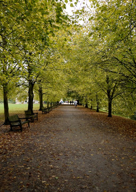 A wide pathway in a park lined with tall deciduous trees on both sides, their branches overhead forming a canopy of green leaves. The ground is covered with fallen leaves and the pathway is made of dark, compacted soil or gravel. Several wooden benches are positioned along the edges of the path, some facing outward and others facing inward, and a few pedestrians are walking in the distance. The scene is illuminated by natural daylight, filtering through the foliage, creating a calm and inviting outdoor setting. This image is related to house removals and moving logistics, reflecting the peaceful environment associated with residential relocations, all possibly managed by companies like Man With a Van Hampstead, specialists in removals and home relocation services.
